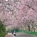 青岛旅游 缩略图 1