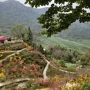 黄山旅游 缩略图 7