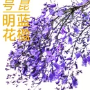 昆明旅游 缩略图 1