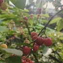 成都旅游 缩略图 1