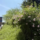 成都旅游 缩略图 5