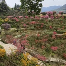 黄山旅游 缩略图 2