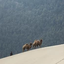 林芝旅游 缩略图 1