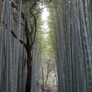 杭州旅游 缩略图 3