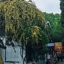 苏州旅游 缩略图 10