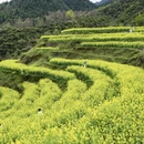 黄山旅游 缩略图 2