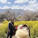 林芝旅游 缩略图 9