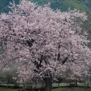 林芝旅游 缩略图 1