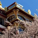 甘孜旅游 缩略图 8