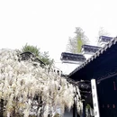扬州旅游 缩略图 3
