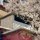 甘孜旅游 缩略图 7