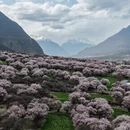 林芝旅游 缩略图 2