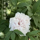 洛阳旅游 缩略图 1