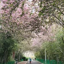 青岛旅游 缩略图 8