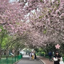 青岛旅游 缩略图 5