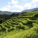 黄山旅游 缩略图 4