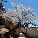 甘孜旅游 缩略图 9