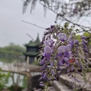 扬州旅游 缩略图 7