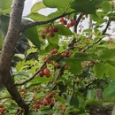 成都旅游 缩略图 4