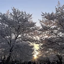 上海旅游 缩略图 13