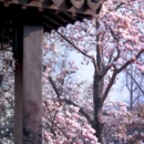 苏州旅游 缩略图 18