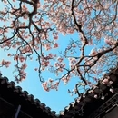苏州旅游 缩略图 2