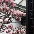 苏州旅游 缩略图 4