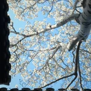 苏州旅游 缩略图 15