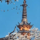 苏州旅游 缩略图 7