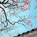苏州旅游 缩略图 8