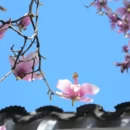 苏州旅游 缩略图 5