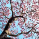 苏州旅游 缩略图 8
