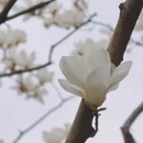 上海旅游 缩略图 3