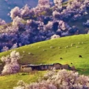 伊犁旅游 缩略图 2
