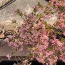 苏州旅游 缩略图 1