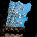苏州旅游 缩略图 2