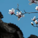 苏州旅游 缩略图 4