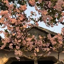 苏州旅游 缩略图 4