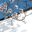 苏州旅游 缩略图 10
