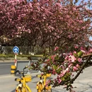 苏州旅游 缩略图 10