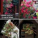 苏州旅游 缩略图 4