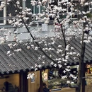 杭州旅游 缩略图 9