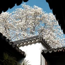 苏州旅游 缩略图 15