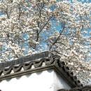 苏州旅游 缩略图 14