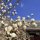 天津旅游 缩略图 8