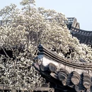 扬州旅游 缩略图 9