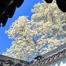 苏州旅游 缩略图 15