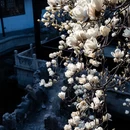 扬州旅游 缩略图 5