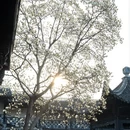 扬州旅游 缩略图 3