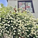 苏州旅游 缩略图 12
